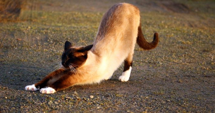 Katze beim strecken