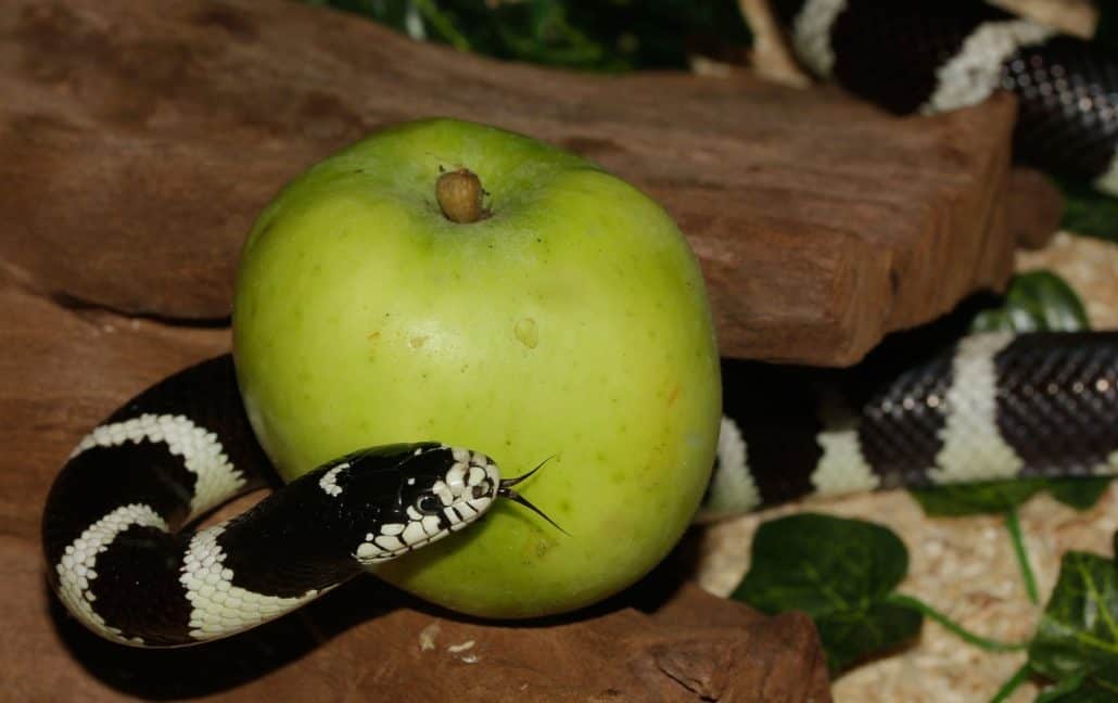 Schlange und Apfel, Sünde