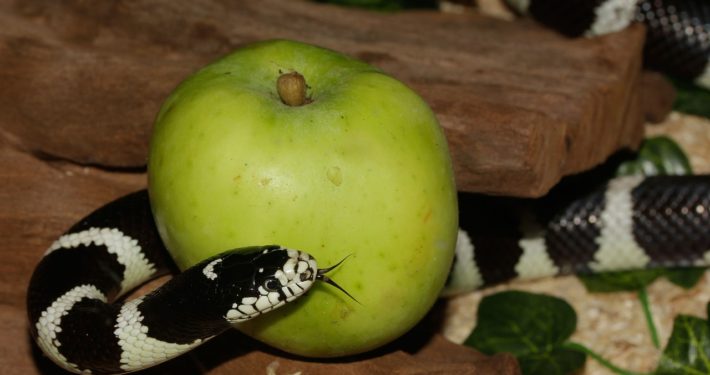 Schlange und Apfel, Sünde